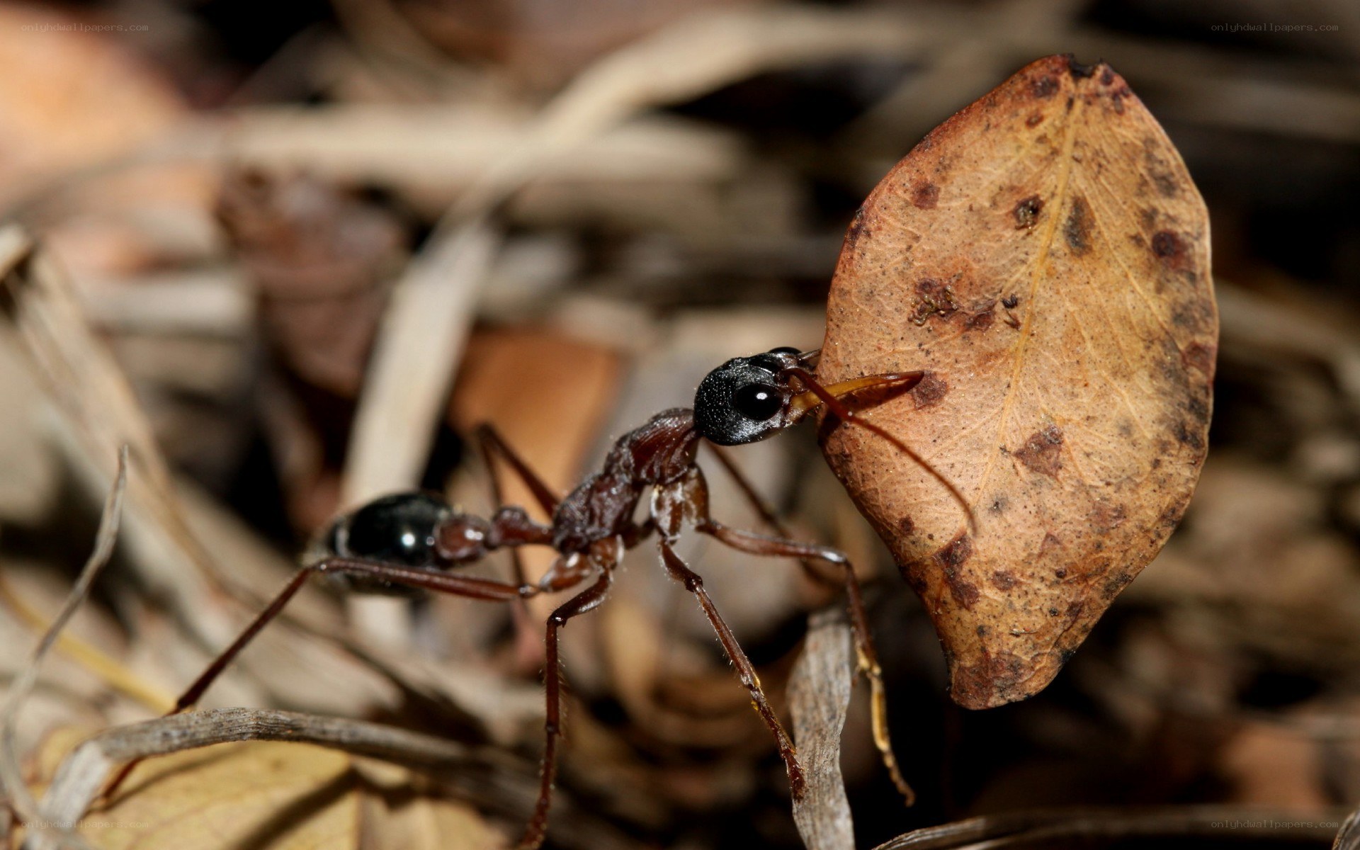 ant carrying a leaf