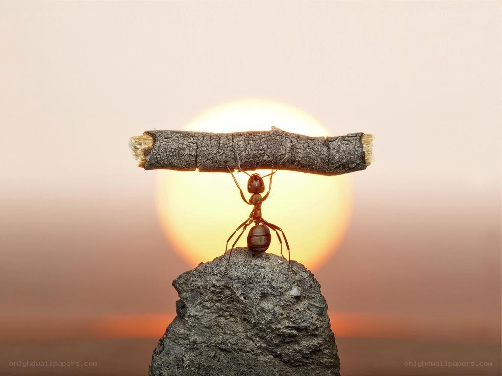 Ant carrying a stick at sunset