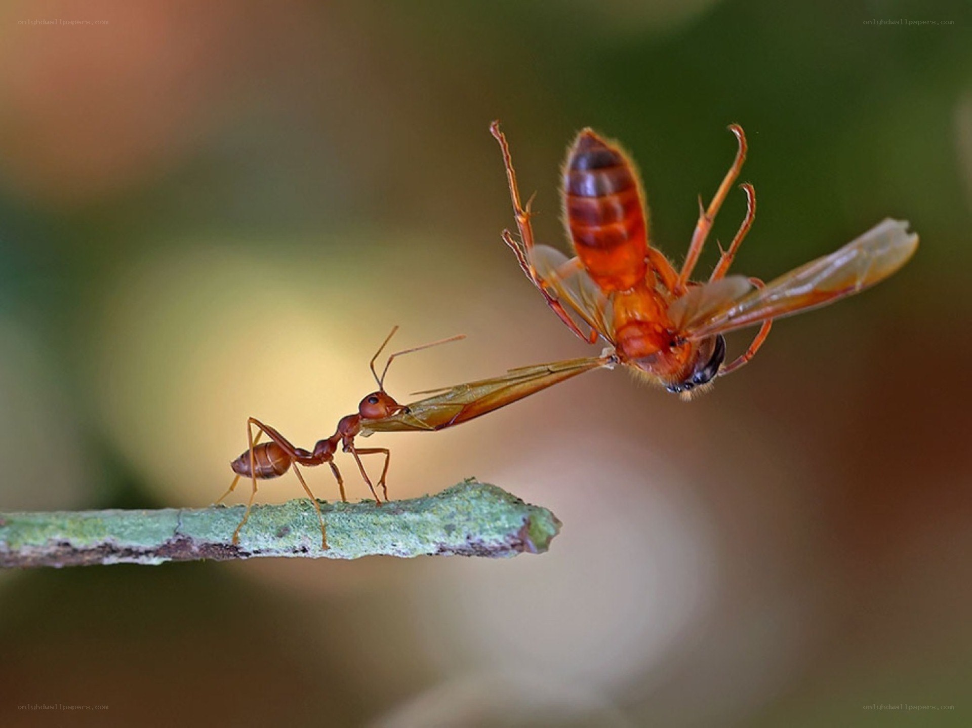Ant carrying a winged insect