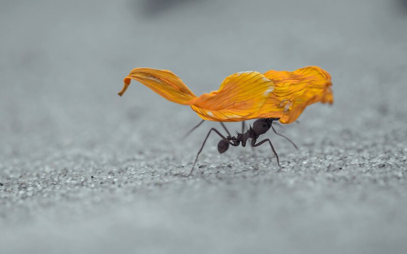 Ant Carrying Flower Petal