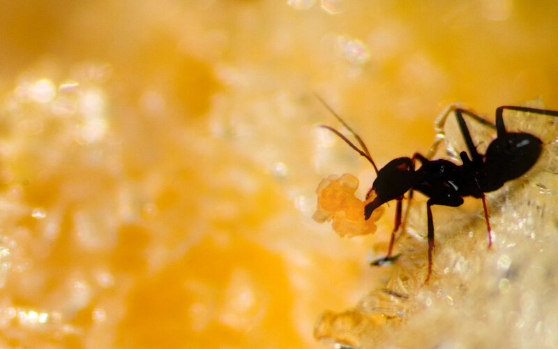 ant carrying food on textured surface
