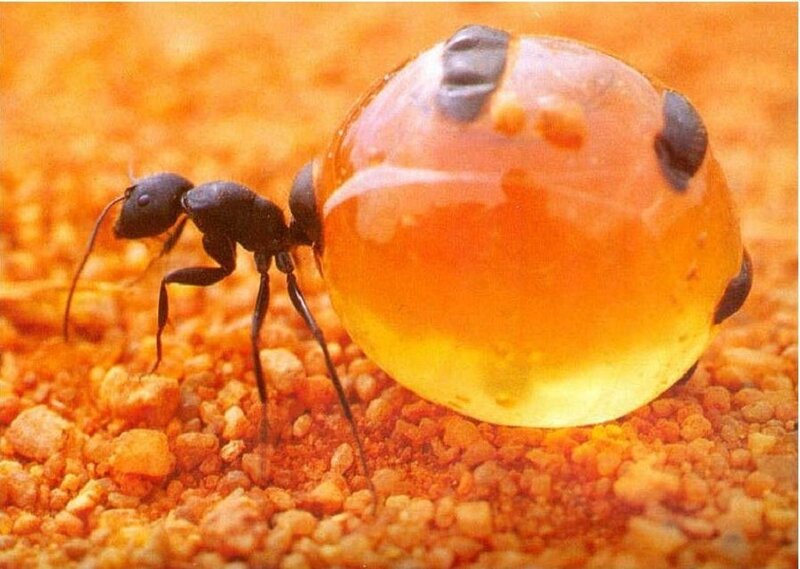 Ant Carrying Food