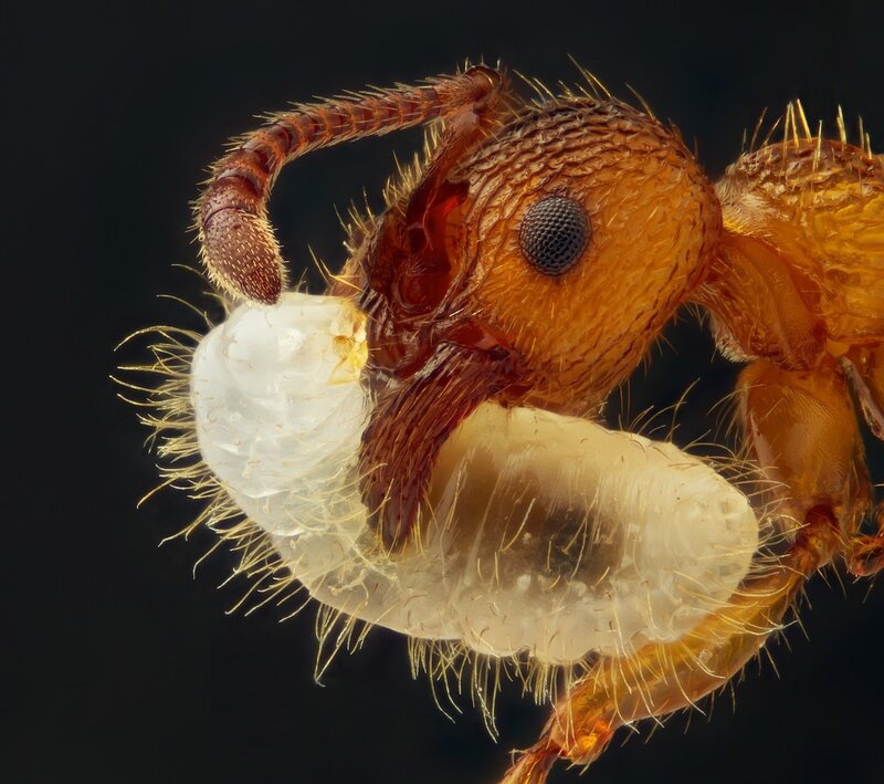 Ant Carrying Larvae