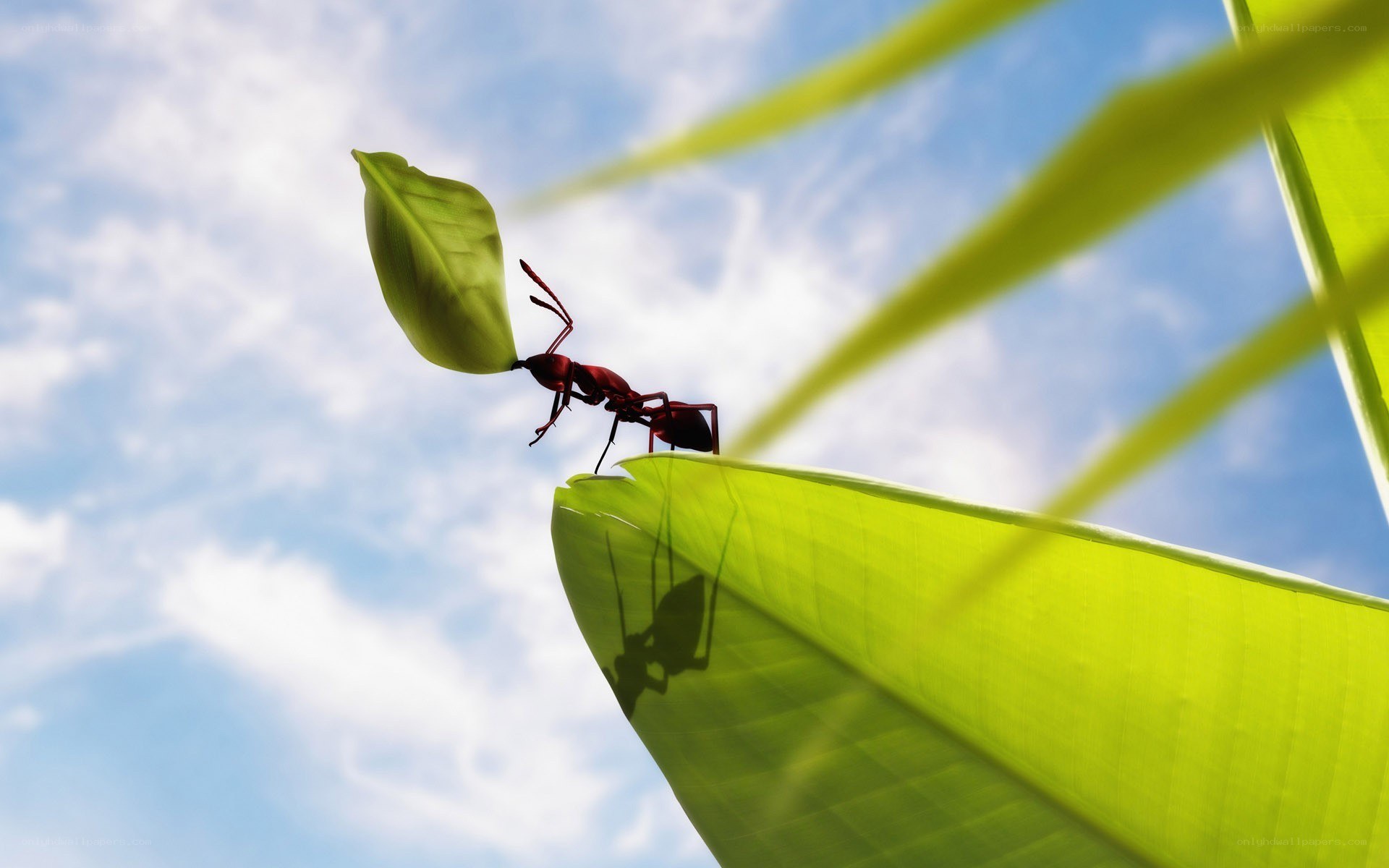 ant carrying leaf against sky