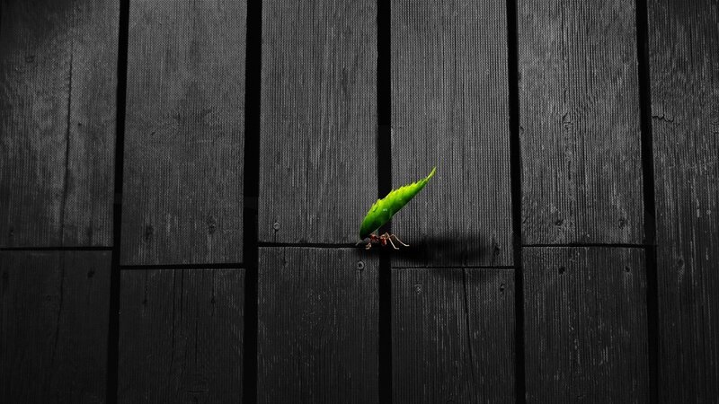 ant carrying leaf on wood