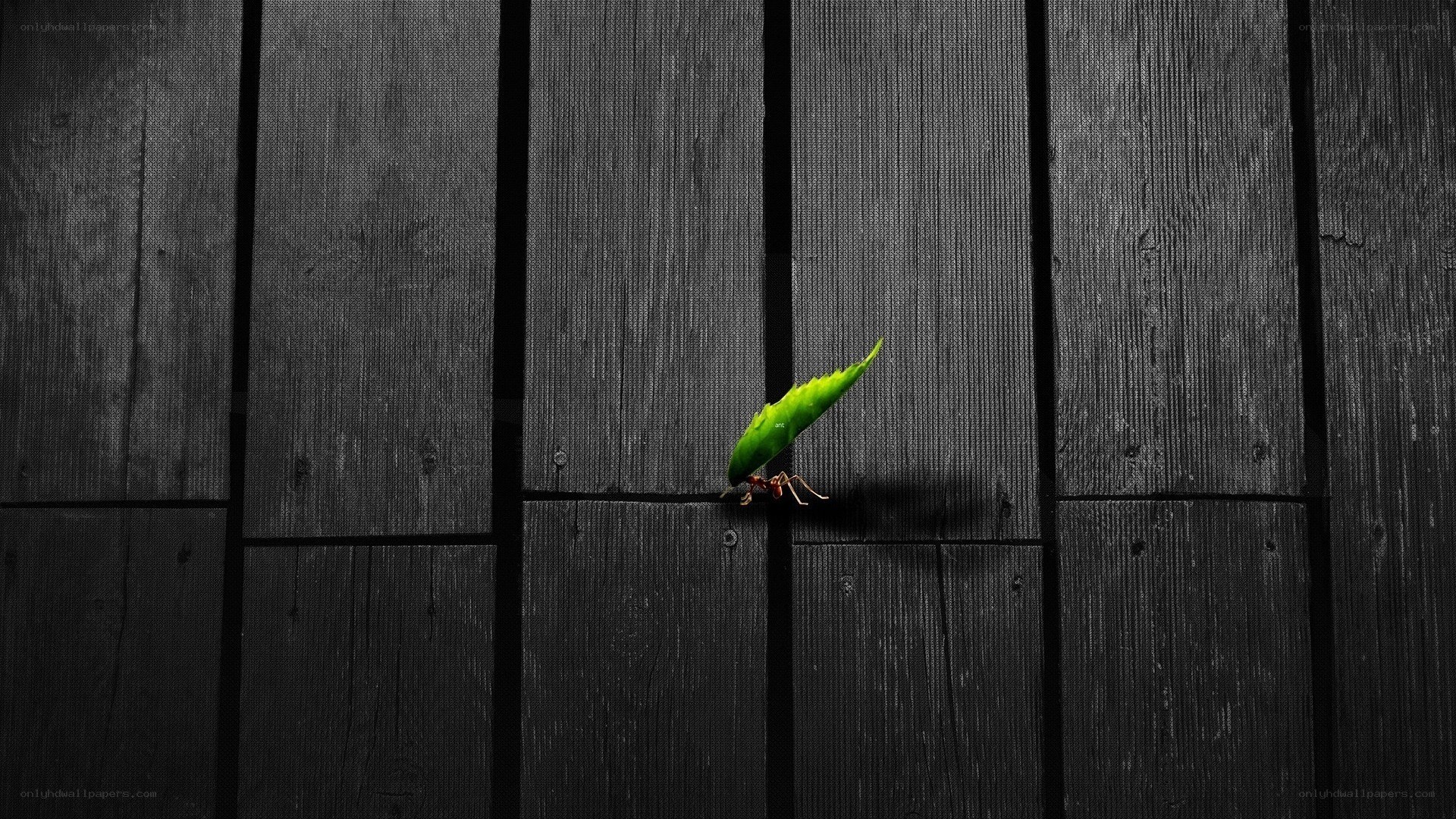 ant carrying leaf on wood