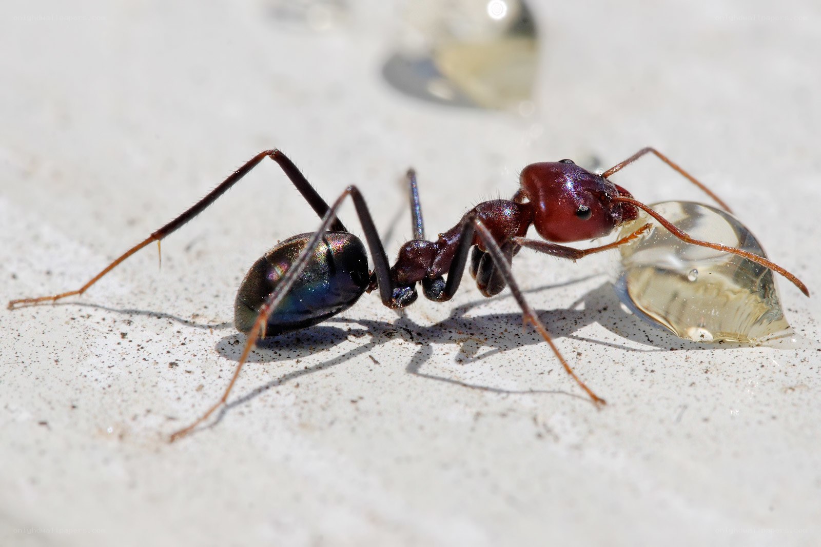 ant carrying liquid droplet