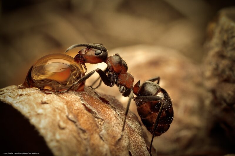 Ant Carrying Resin Droplet — Brown, Dramatic, Photograph