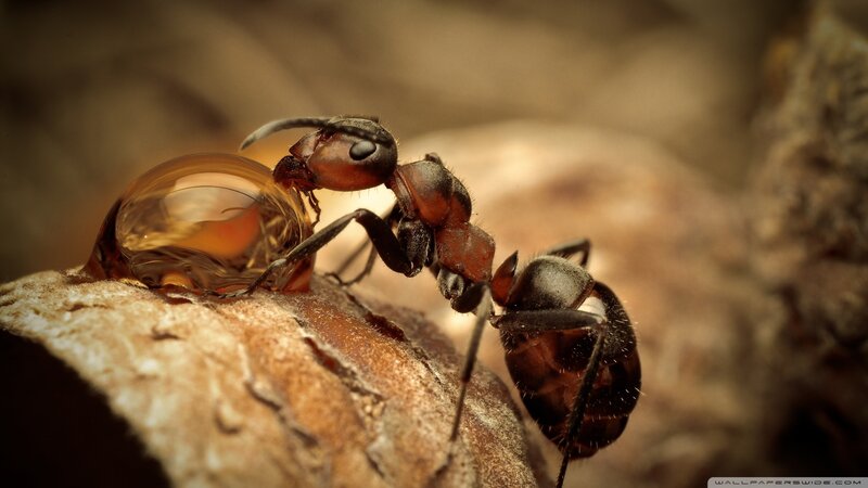 Ant Carrying Resin Droplet — Brown, Natural, Photograph, Resin Droplet, Wood Surface