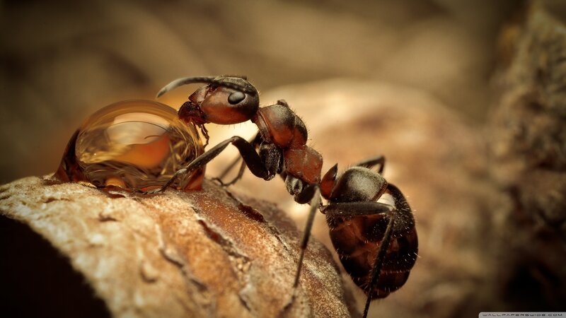 Ant Carrying Resin Droplet — Brown, Natural