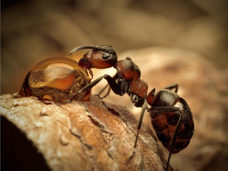 Ant Carrying Resin Droplet — Brown