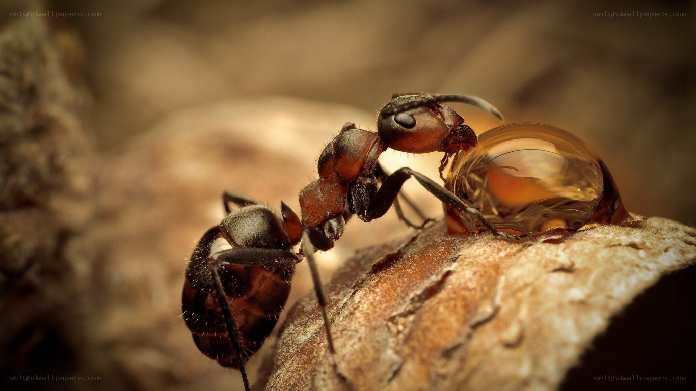 ant carrying resin droplet