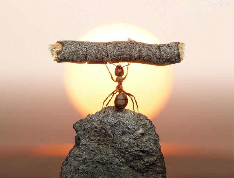 Ant Carrying Stick — Orange, Dramatic