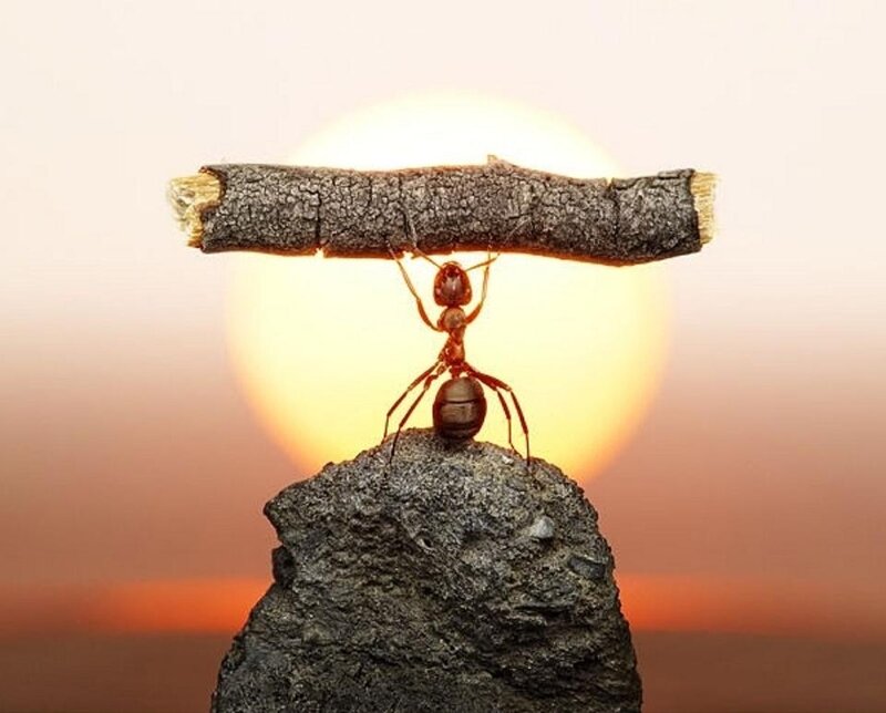 Ant Carrying Stick — Orange