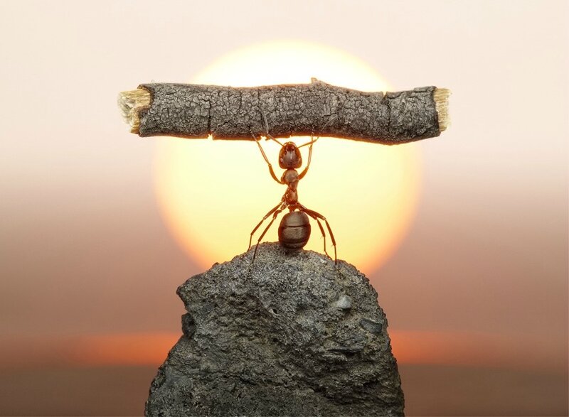 Ant Carrying Stick