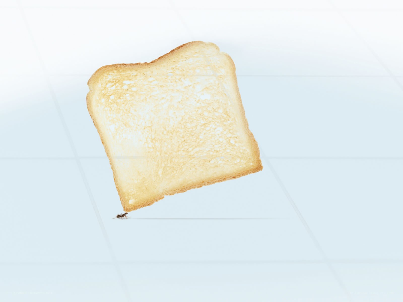 ant carrying toast slice