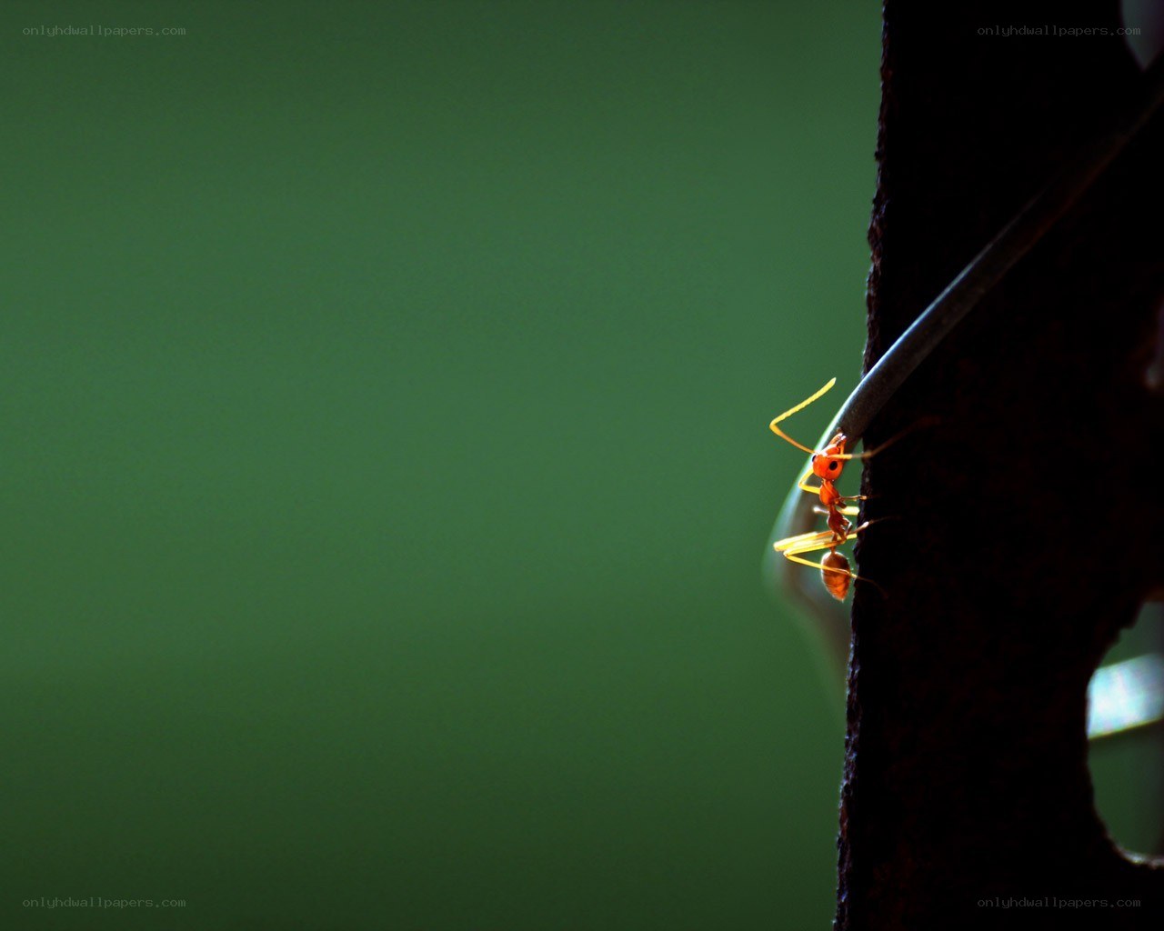 ant climbing on a branch