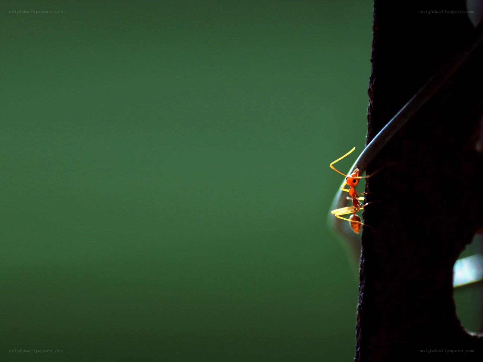 Ant climbing on a branch