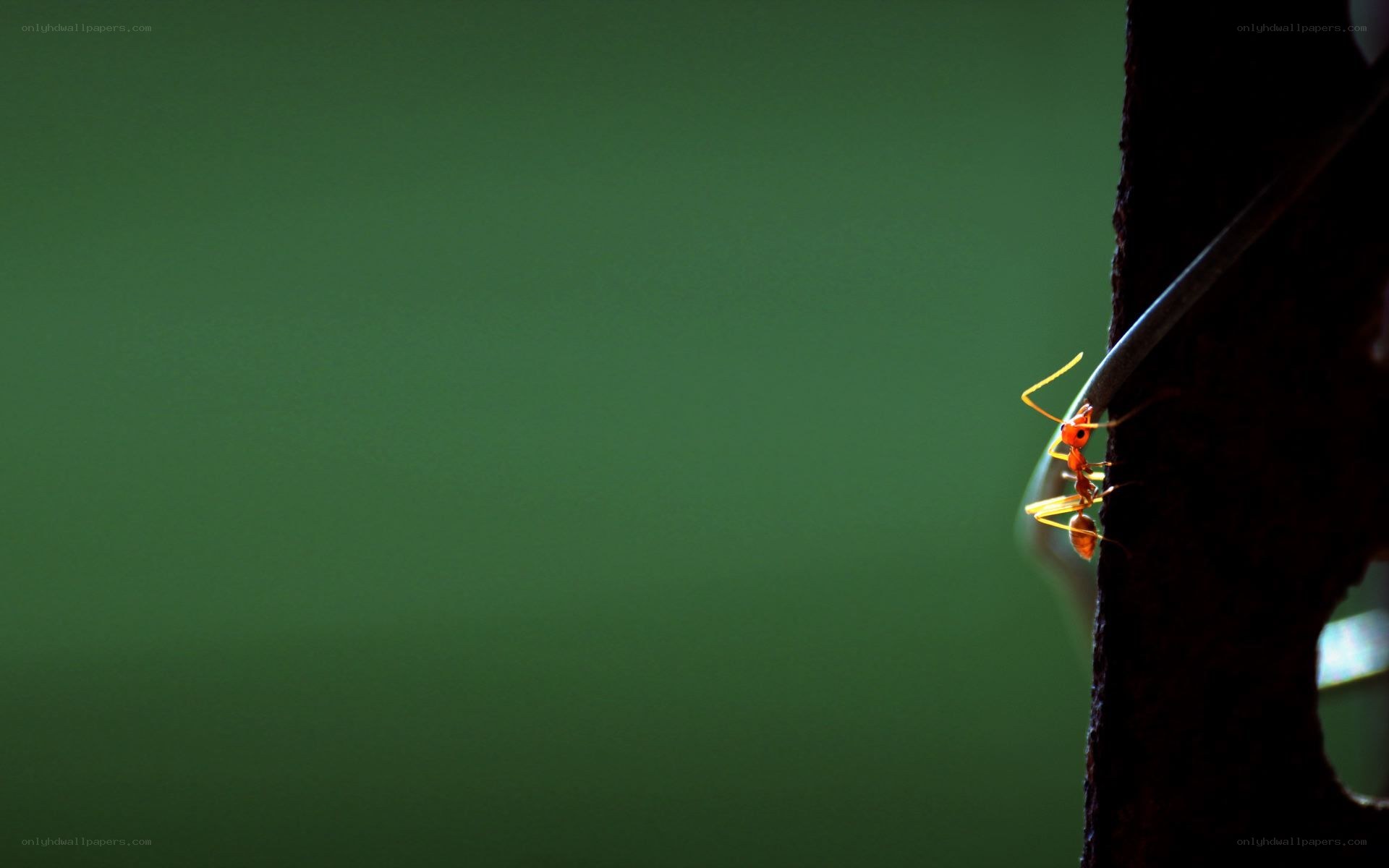 ant climbing on a branch