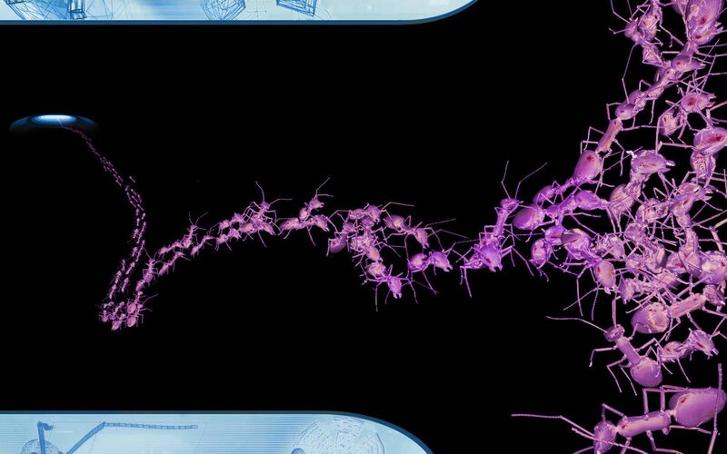Ant colony network visualization