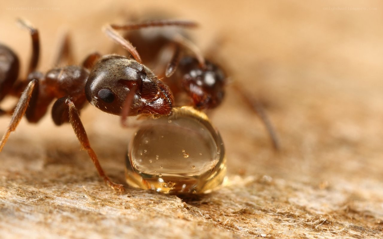 ant drinking a water droplet
