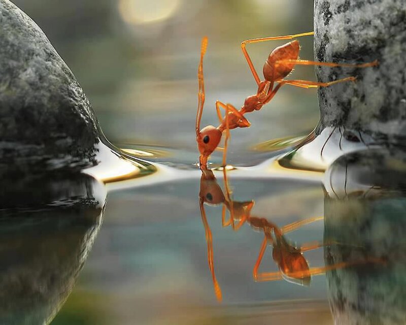 Ant drinking from a puddle
