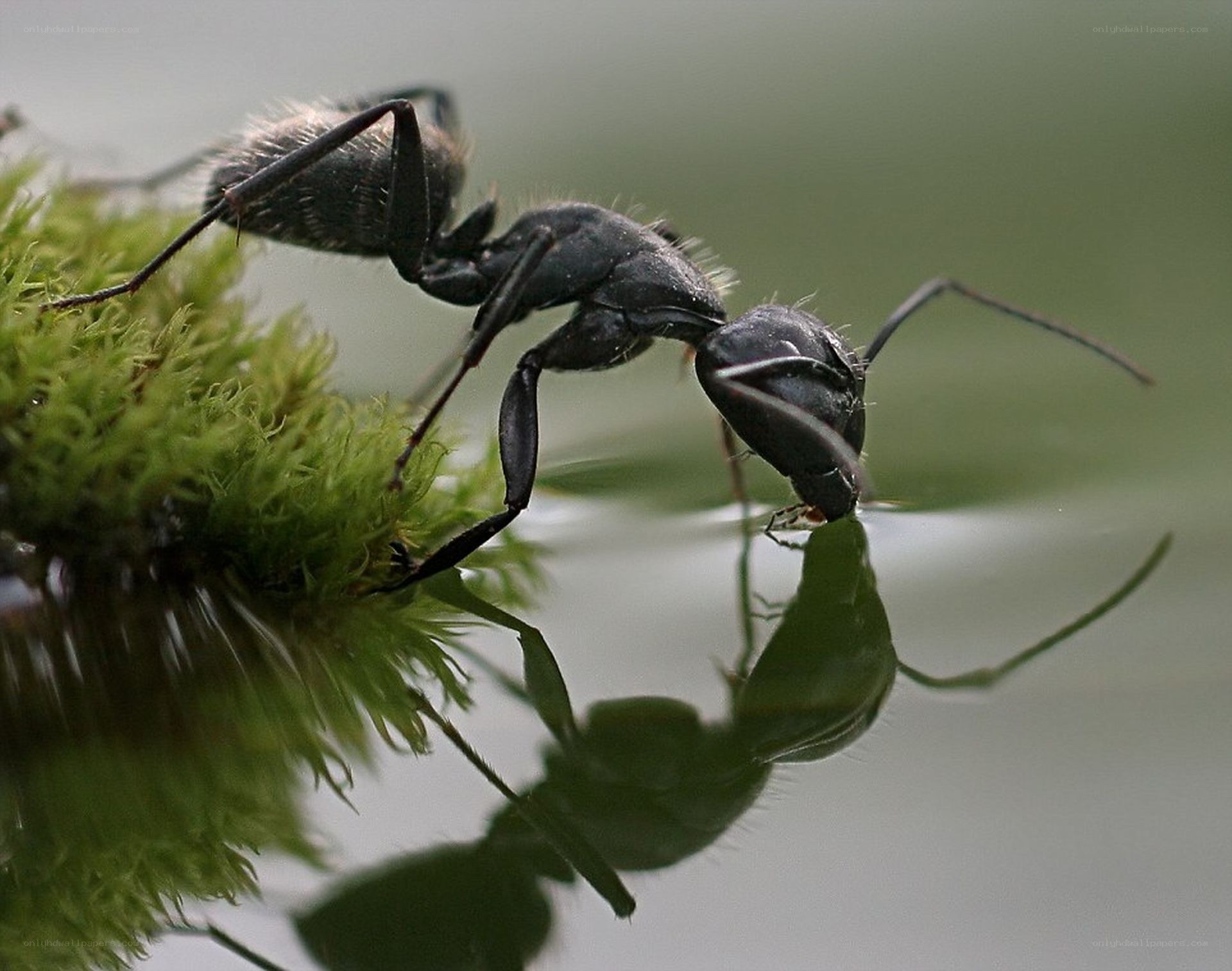 ant drinking from water