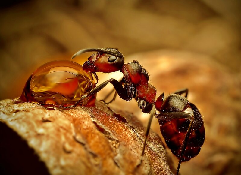 Ant Drinking Liquid