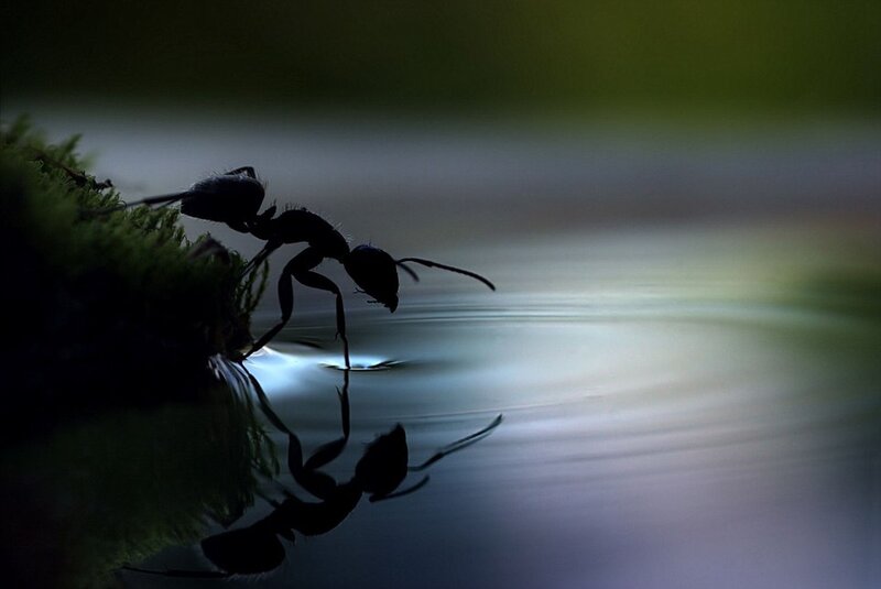 Ant Drinking Water — Black, Dramatic