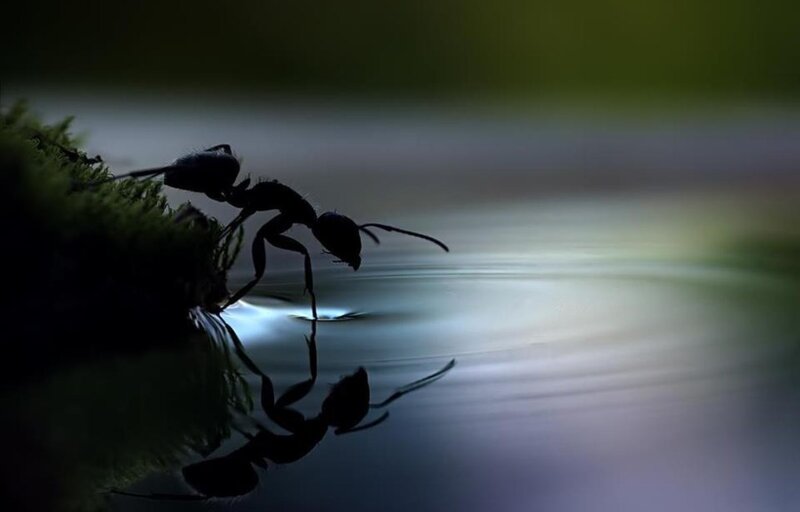 Ant Drinking Water