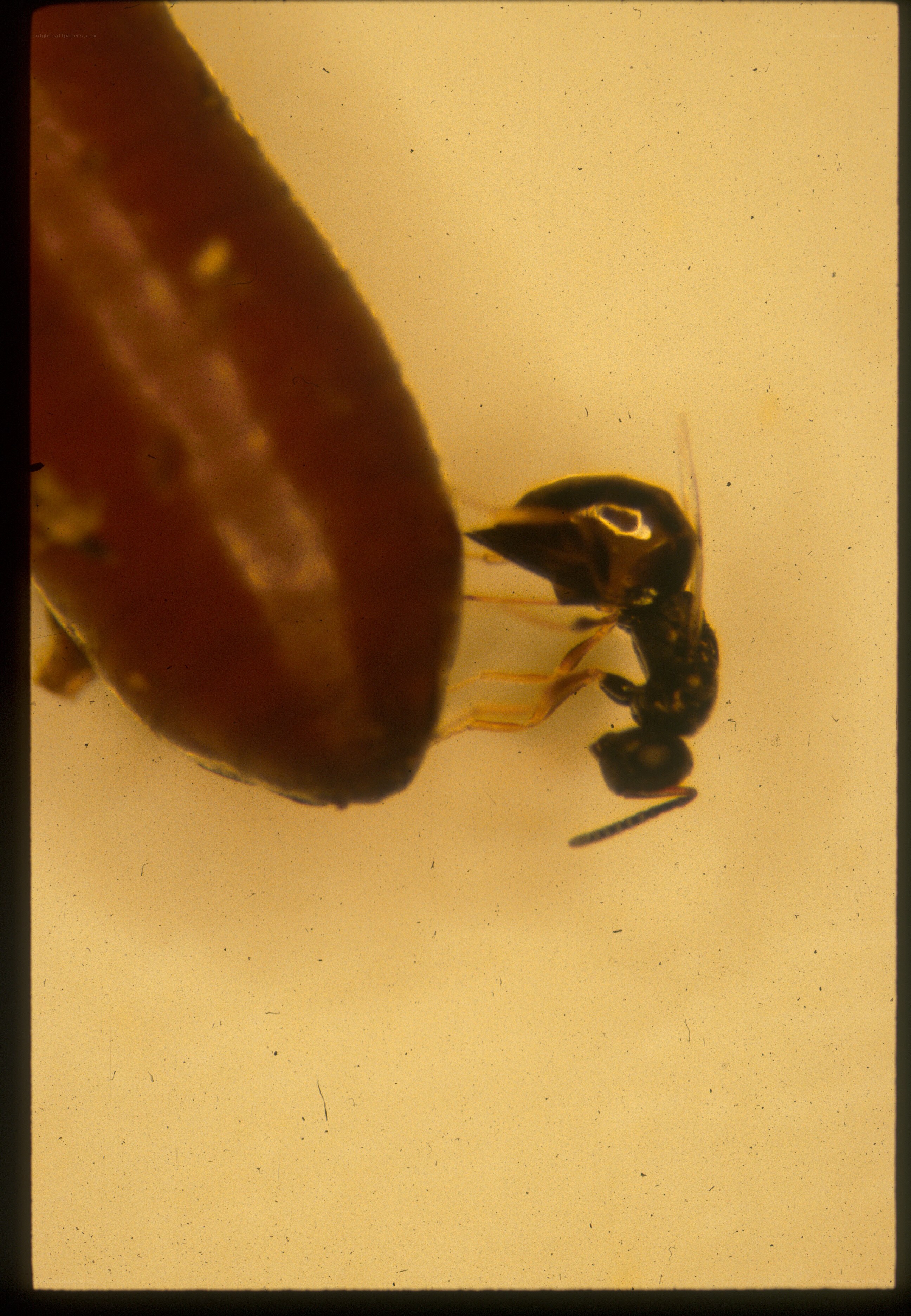 ant in amber fossil