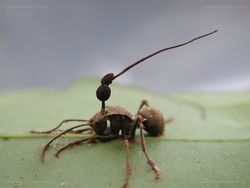 Ant infected by fungus