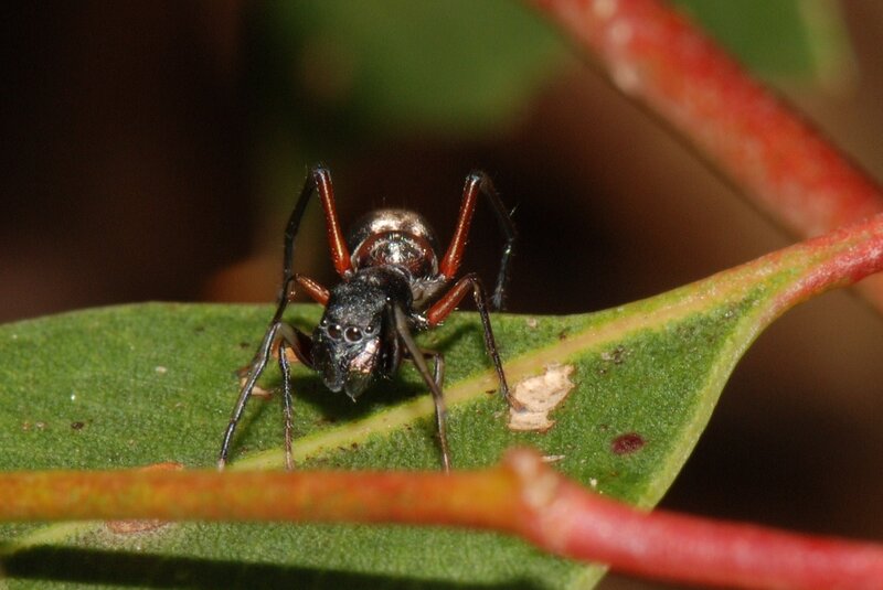 ant-mimic spider on leaf