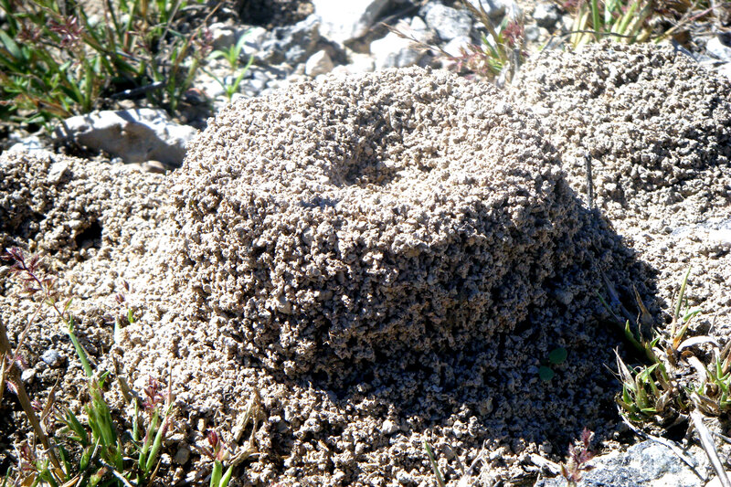 ant mound in rocky soil