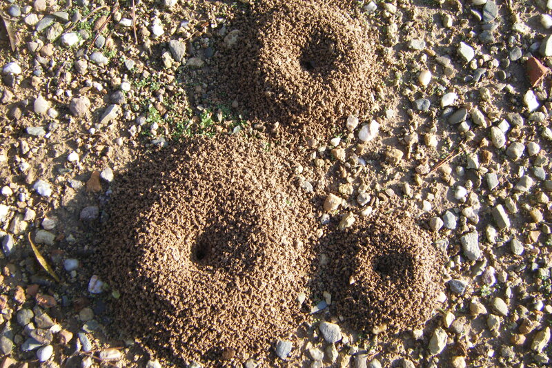 Ant Mounds on Gravel