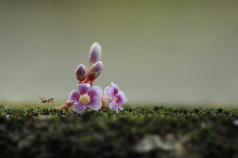 Ant Near Purple Flowers