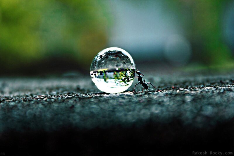 Ant Near Water Droplet