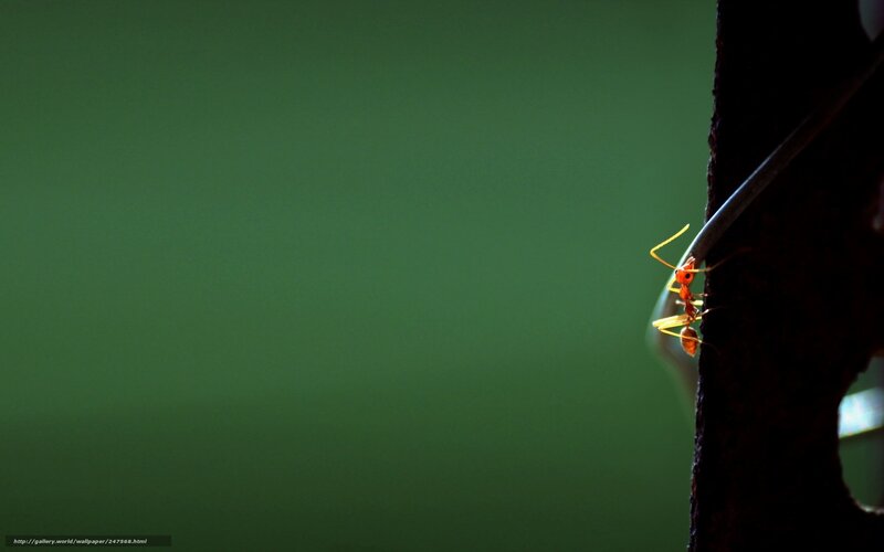ant on a branch