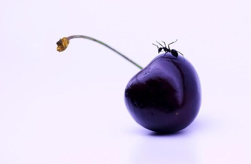 ant on a cherry