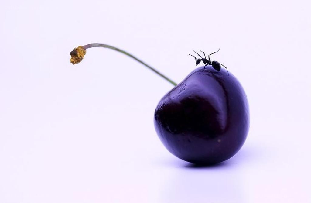 ant on a cherry