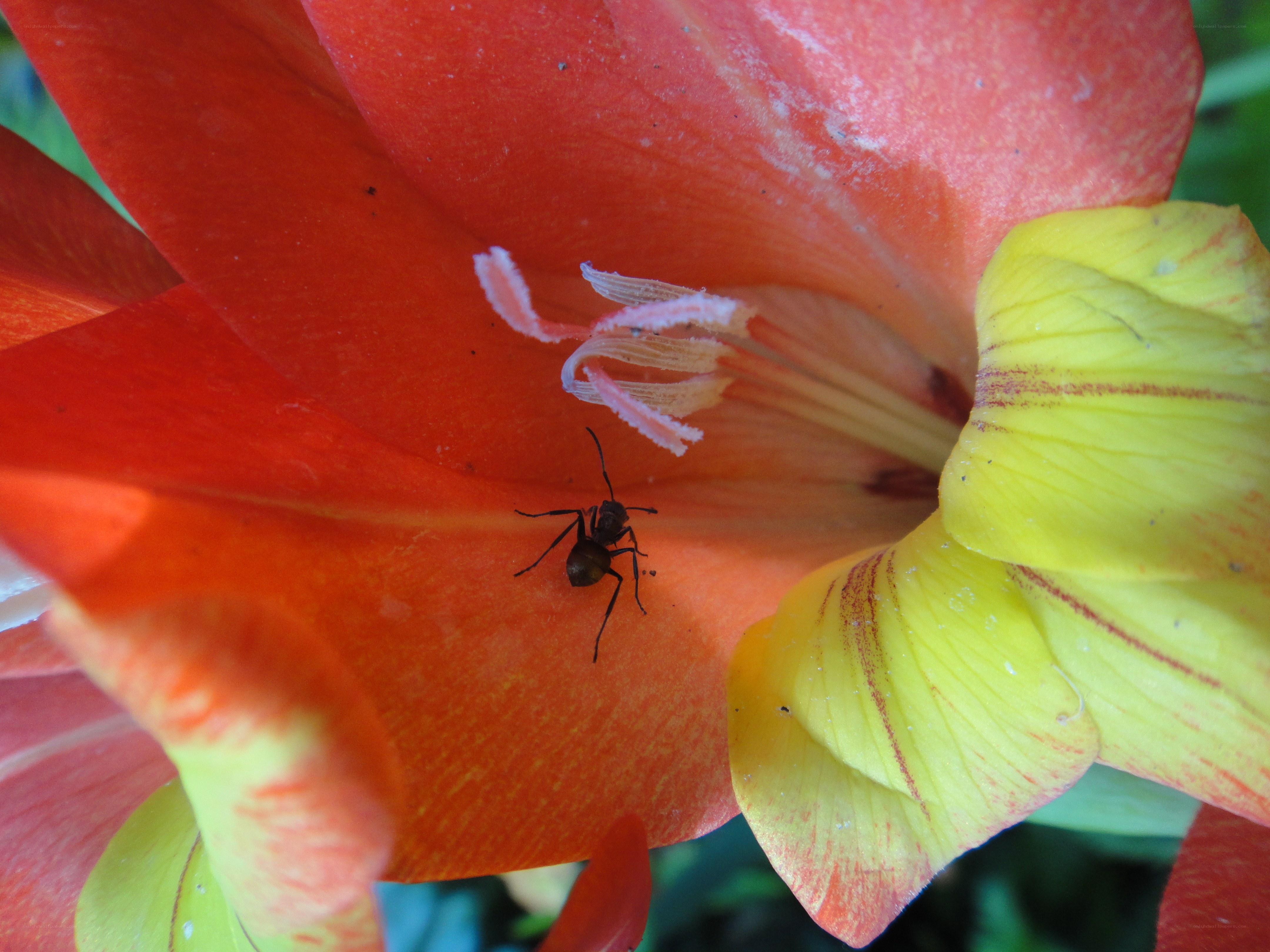 ant on a colorful flower