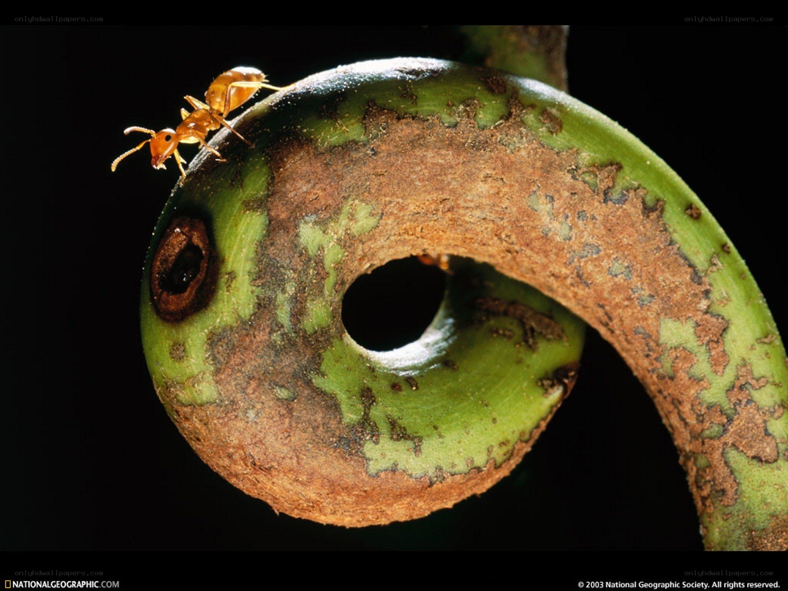 Ant on a curled leaf