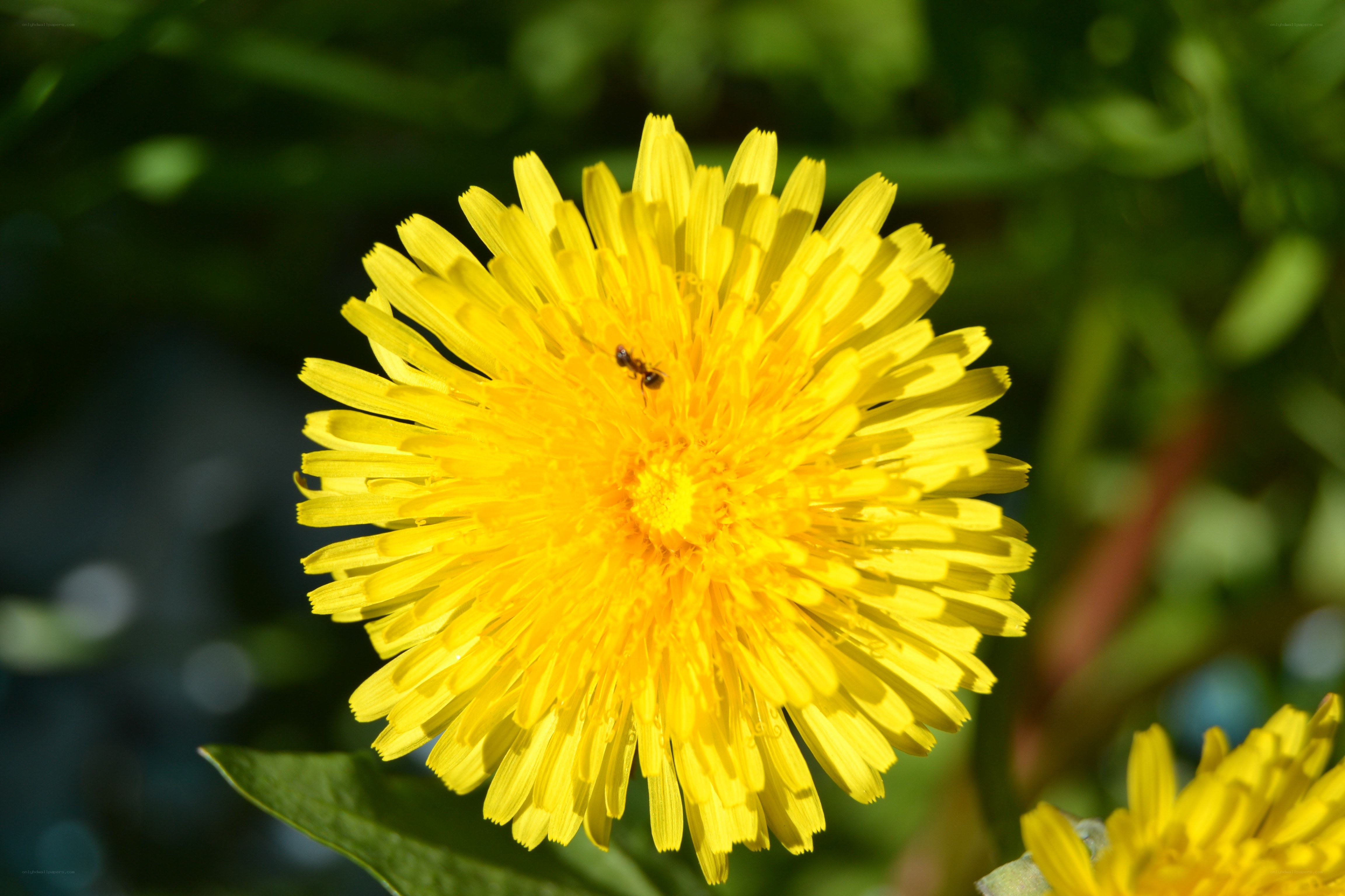 ant on a dandelion flower