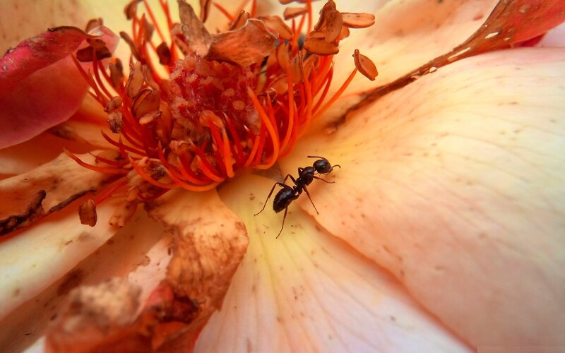 ant on a fading flower