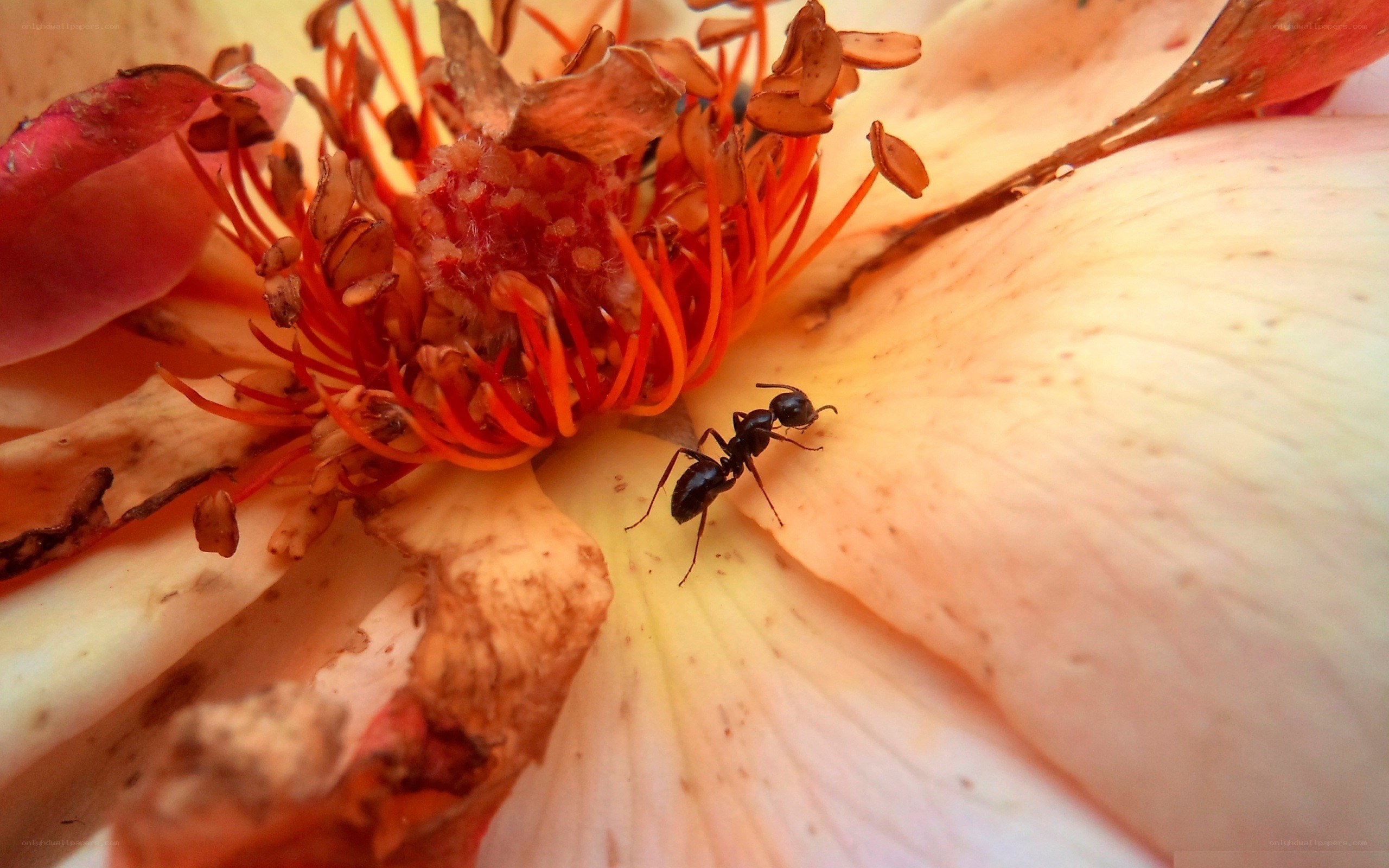 ant on a fading flower