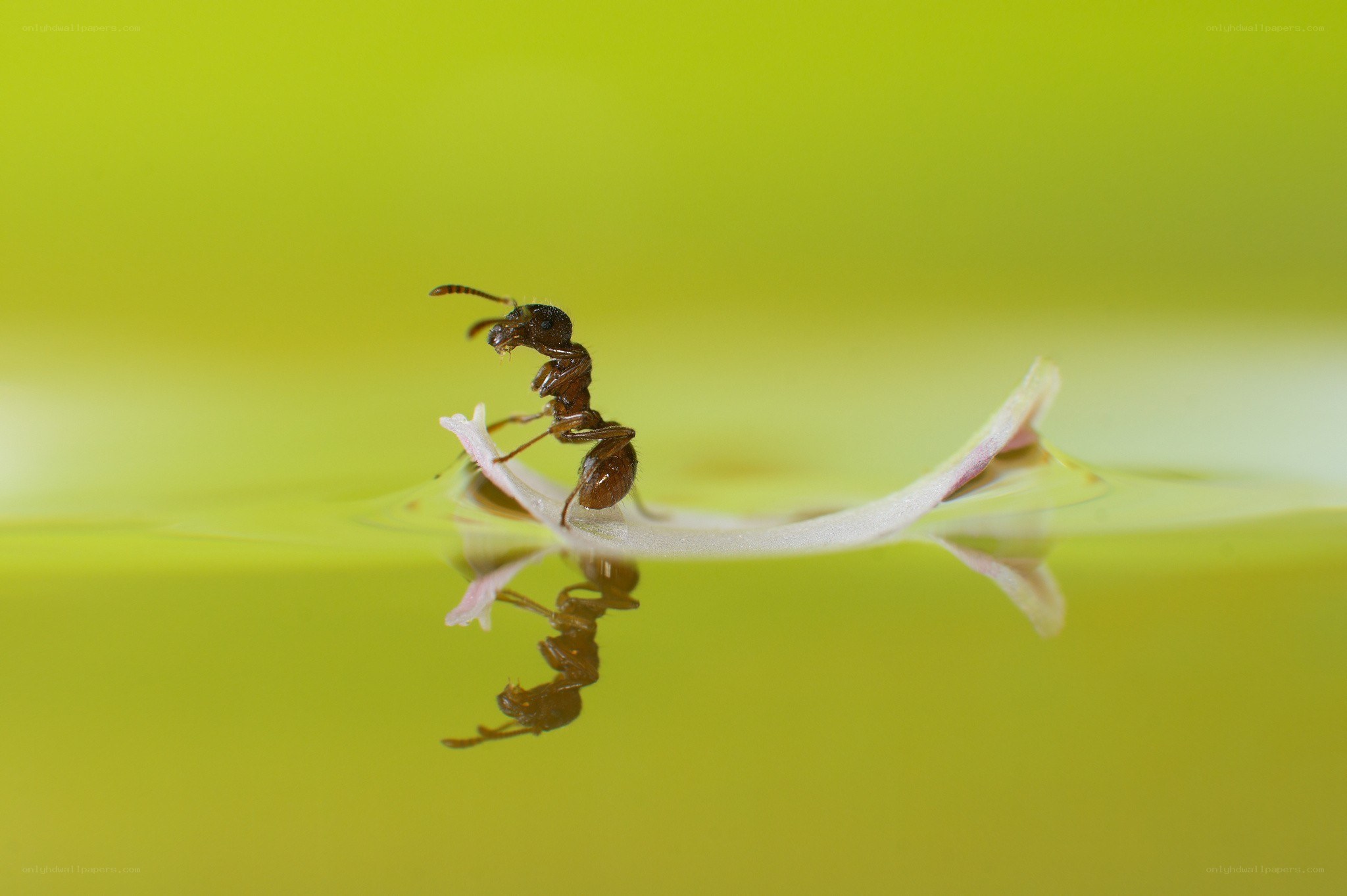 ant on a floating petal