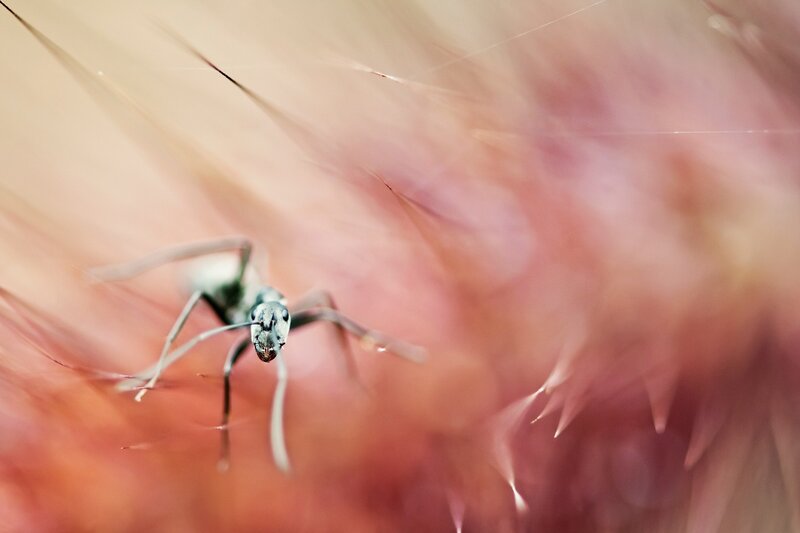 ant on a flower