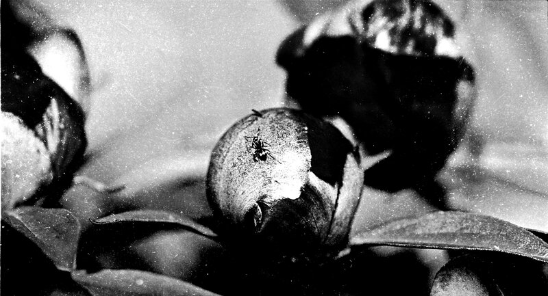 ant on a flower bud