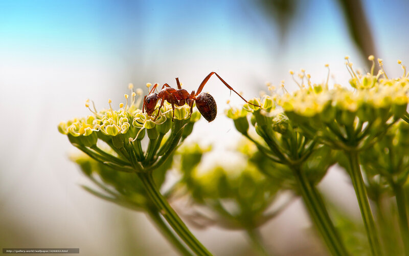 Ant on a Flower — Green