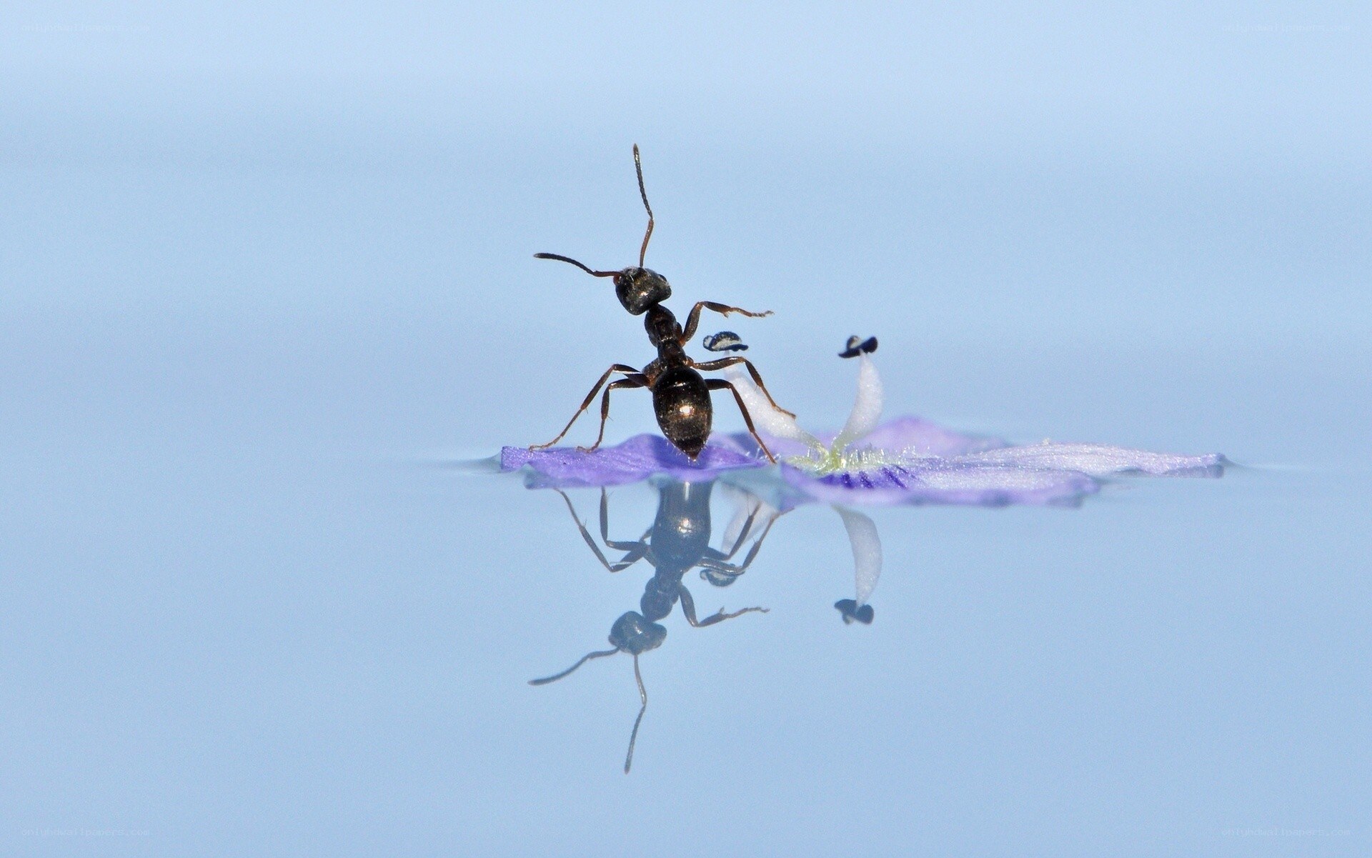 ant on a flower petal
